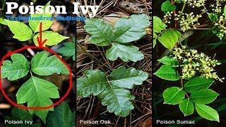 ⟹ POISON IVY  Toxicodendron radicans  Is it edible?