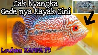 Progress of Flowerhorn Fish Kamfa F3