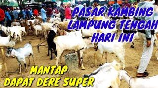 BELI KAMBING DERE SUPER PESANAN SUBSCRIBERSPASAR KAMBING ADI JAYA LAMPUNG TENGAH