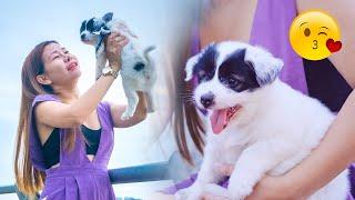 Baby Dog Funny Puppies And Cute Puppy Videos