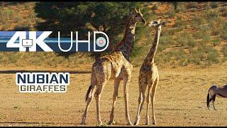 Nubian Giraffe  African Animals 4K UHD  Nature Wildlife 7.1 Sound