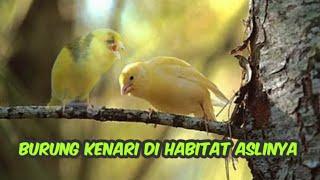 HABITAT ASLI BURUNG KENARI TERNYATA SEPERTI INI  GACOR DI ALAM BEBAS #burung #kenari #animals