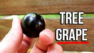 SABARA JABOTICABA - The Brazilian Tree Grape - Weird Fruit Explorer