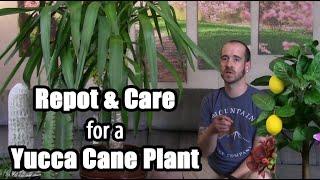 Yucca Cane Plant Transplant & Info Yucca gigantea