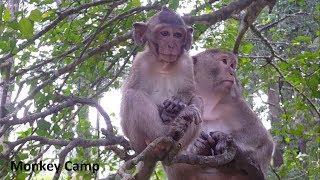 Cute baby monkey sitting on the tree Real baby monkey life Monkey Camp part 2045