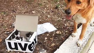 Perro rescatista encuentra una extraña caja en la colina y terminan siendo padre adoptivo