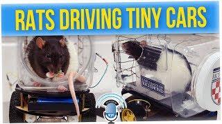 Scientists Trained Rats to Drive Tiny Cars ft. Yellow Paco