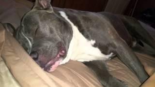 Lazy pitbull snoring