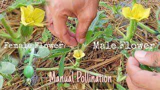 Manual Pollination of Watermelon PARTNERS DIARY