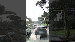 #Roma pino cade e si abbatte su due auto. Tragedia sfiorata all’Eur