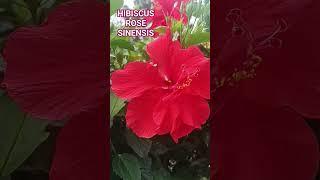 #POLLEN PARENT #flowers #hongkongbeauty #amazing #garden #beautifulhk #shortvideo #thankyou