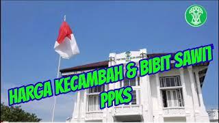 Harga & Cara Pembelian Kecambah & Bibit Sawit Unggul PPKS Harga dapat berubah