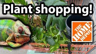 Plant shopping for my chameleons