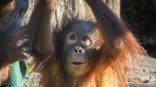 Orangutan Youngster Jolene Turns Two