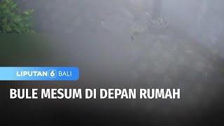 Bule Mesum di Depan Rumah  Liputan 6 Bali