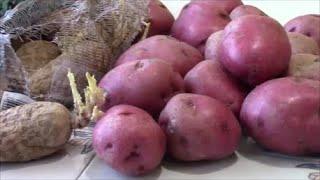Do NOT PANIC Test your STORE BOUGHT POTATOES NOW for Planting