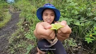 PERGI KE GUNUNG PANEN LEBAH MADU HUTAN DAN PETAI CINA BERSANTAI DI HUTAN MENIKMATI KOPI PAHIT