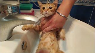 Как помыть кота от блох правильно. Достойное поведение хорошего кота в процессе мытья