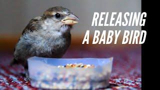 Releasing A Baby Bird