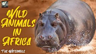 The WaterHole  Wild Animals in Africa  हिन्दी डॉक्यूमेंट्री  World Documentary HD