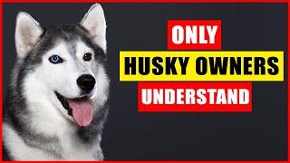 Things NOBODY tells you about owning a Husky