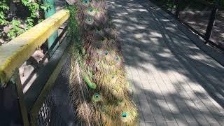 Could have taken a peacock feather. Peacocks at Moscow Zoo walk among visitors.