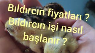 Bıldırcın fiyatları ? Bıldırcın işi nasıl başlanır neler yapmalıyım?