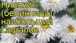 Нивяник наибольший Lagrande. Краткий обзор описание характеристик где купить саженцы