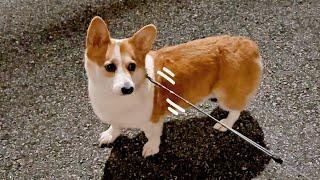 Welsh Corgi refuses to go to the hospital at 1 AM