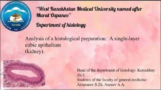 Analysis of a histological preparation A single-layer cubic epithelium  kidney.