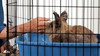 How to Make a Rabbit Less Aggressive  Pet Rabbits