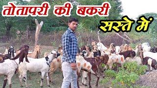 #jpgoatfarmpuskar #sastibakri । तोतापरी बकरी सस्ते में यहां पर?। Totapari bakri