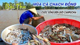 Thăm dớn bội thu sản vật Cá Chạch đồng mùa nước nổi - Cuộc sống biên giới Campuchia  OKDD #134