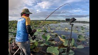 Strike 3M Snakehead Fishing #fishingtip