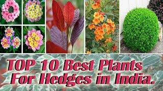 TOP 10 Best Plants for Hedge in India  Top 10 Hedge Plants Use in landscaping  Hedge Plants.