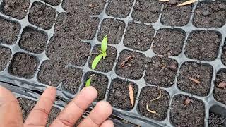 Project 20000 Tamarind Seedlings Update One