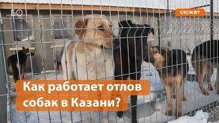 Как работает отлов собак в Казани?