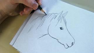 How to draw a horse with pencil.  