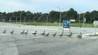 Geese crossing the road in USA  ห่านเดินข้ามถนนในอเมริกา เป็นระเบียบสวยงามและน่ารักมาก