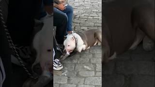 big angry dog #shorts #travel #turkey #türkiye #funny #tiktok #istanbul #cute #dog #dogs #animals