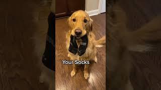 Would you own this dog?  #dog #goldenretriever