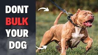 Mistakes to Avoid Bulking Up Your Dog American Bully #pitbull #americanbully #doghealth