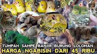 SAMPE TUMPAH BURUNG LOLOHAN   HARGA NGABISIN DARI 45 RIBU DI KIOS SAPII PASAR BURUNG PRAMUKA