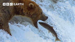 Fantastic Fish Feast for a Group of Grizzlies  Earths Great Seasons  BBC Earth