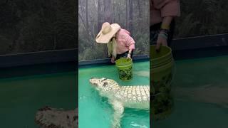 Feeding one of the Rarest Alligators in the World #shorts #alligators #whitealligator