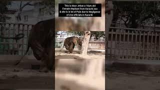 Noor Jehan Karachi Zoo Elephant