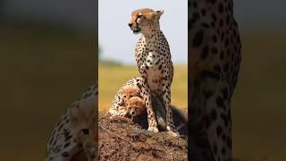 Top Mind Blowing Facts About Animals  Crazy Facts  Amazing Facts In Hindi  #shorts