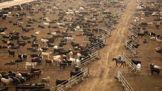 American Ranchers Raise 301 Million Beef Cattle This Way - American Cow Farm