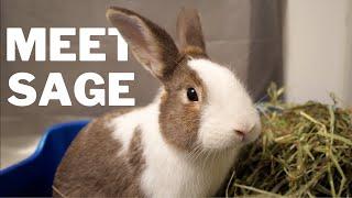 Meet our new Rescue Rabbit SAGE 