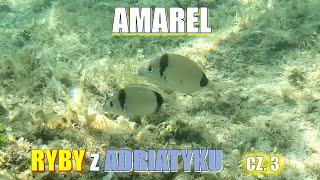 RYBY z ADRIATYKU cz. 3. AMAREL łac. Diplodus vulgaris. Kamera podwodna HD.